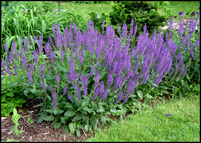 May Night Sage