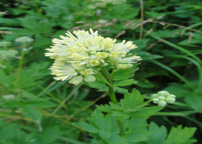 Meadow Rue