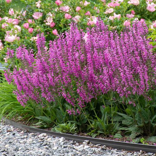 Meadow Sage or Salvia Pratensis