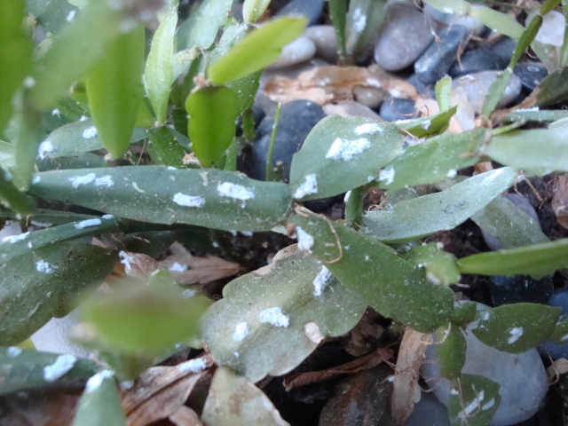 Mealybugs