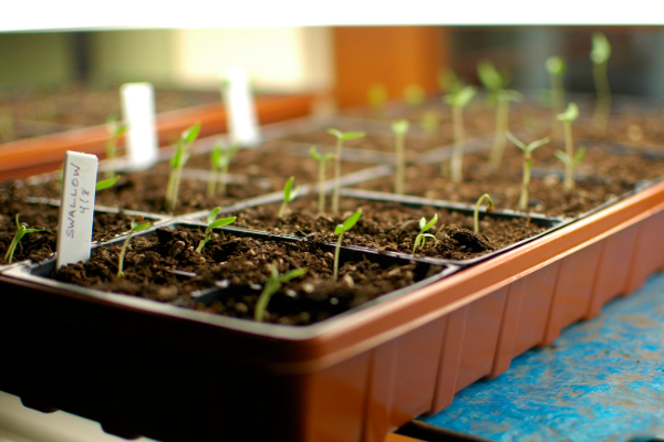 Method of Growing Chillies in Pots_Containers