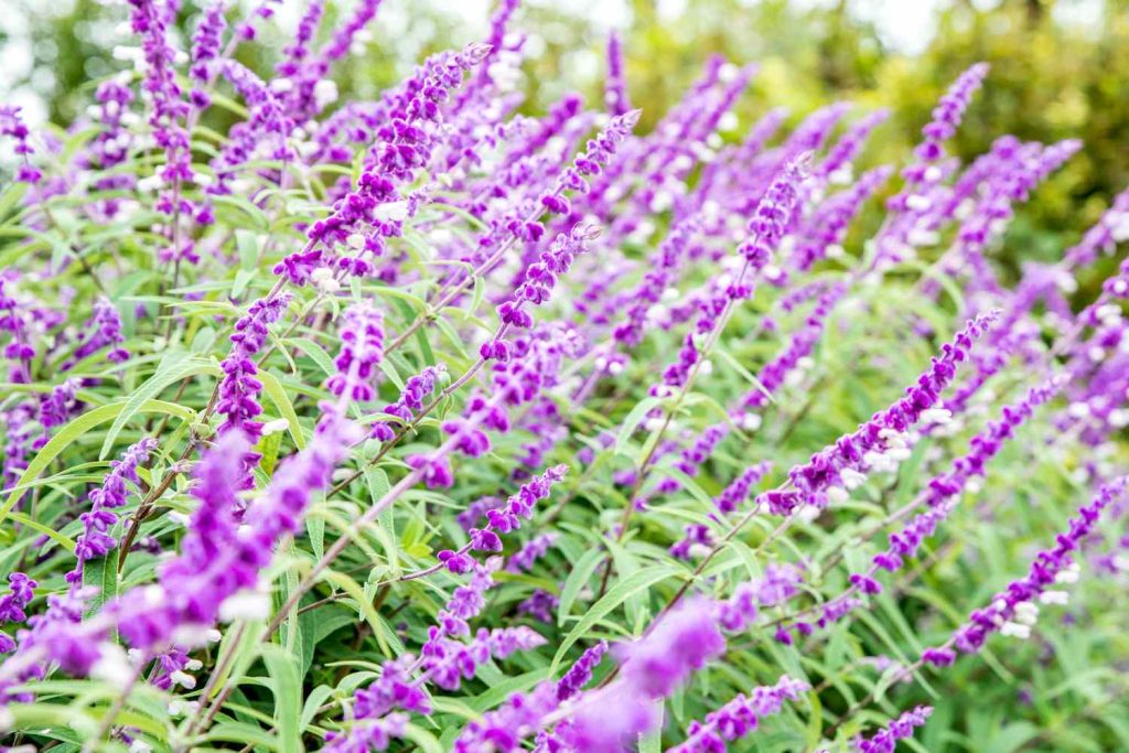 Mexican Bush Sage