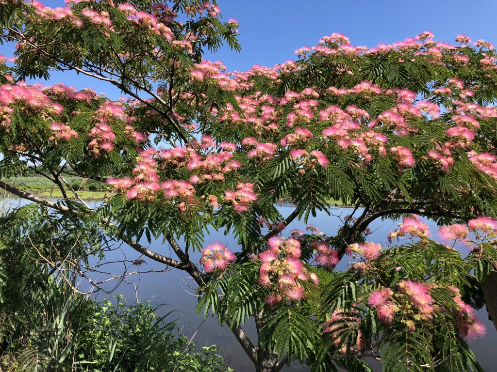 Mimosa Tree - Pros & Cons For Growing