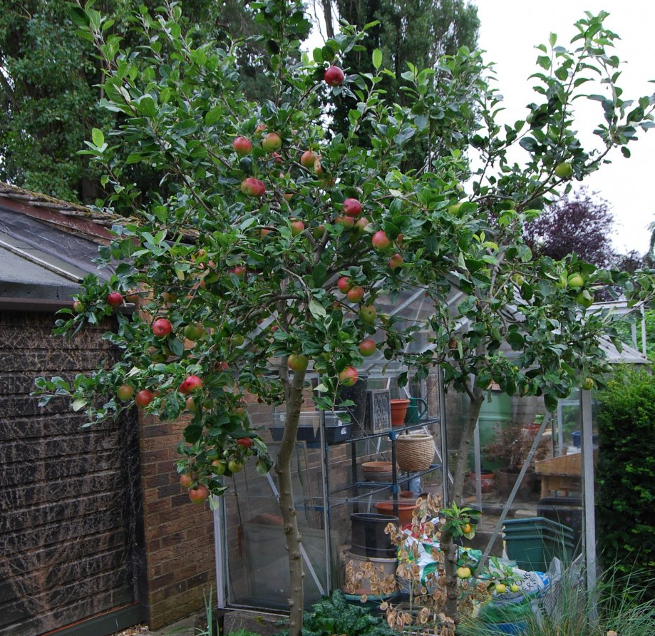 Minarette Fruit Trees