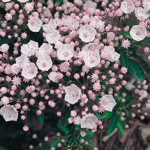 Minuet Mountain Laurel