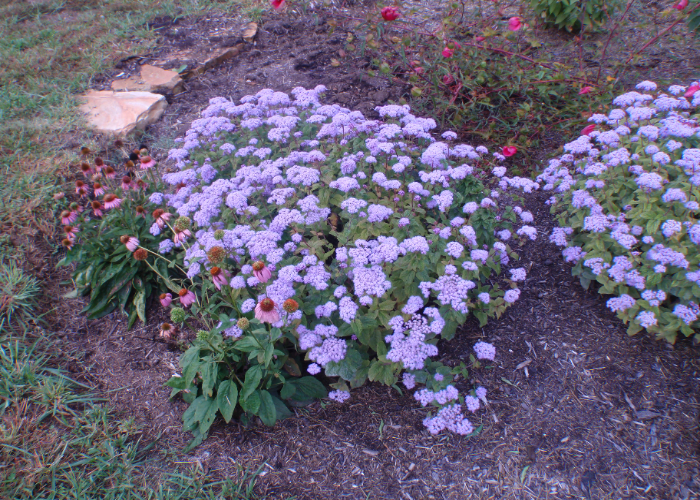 Mistflower