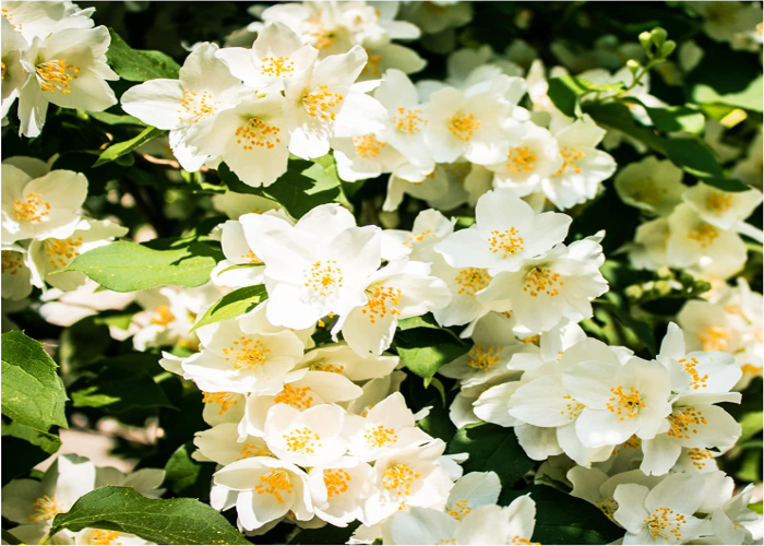 Mock Orange 