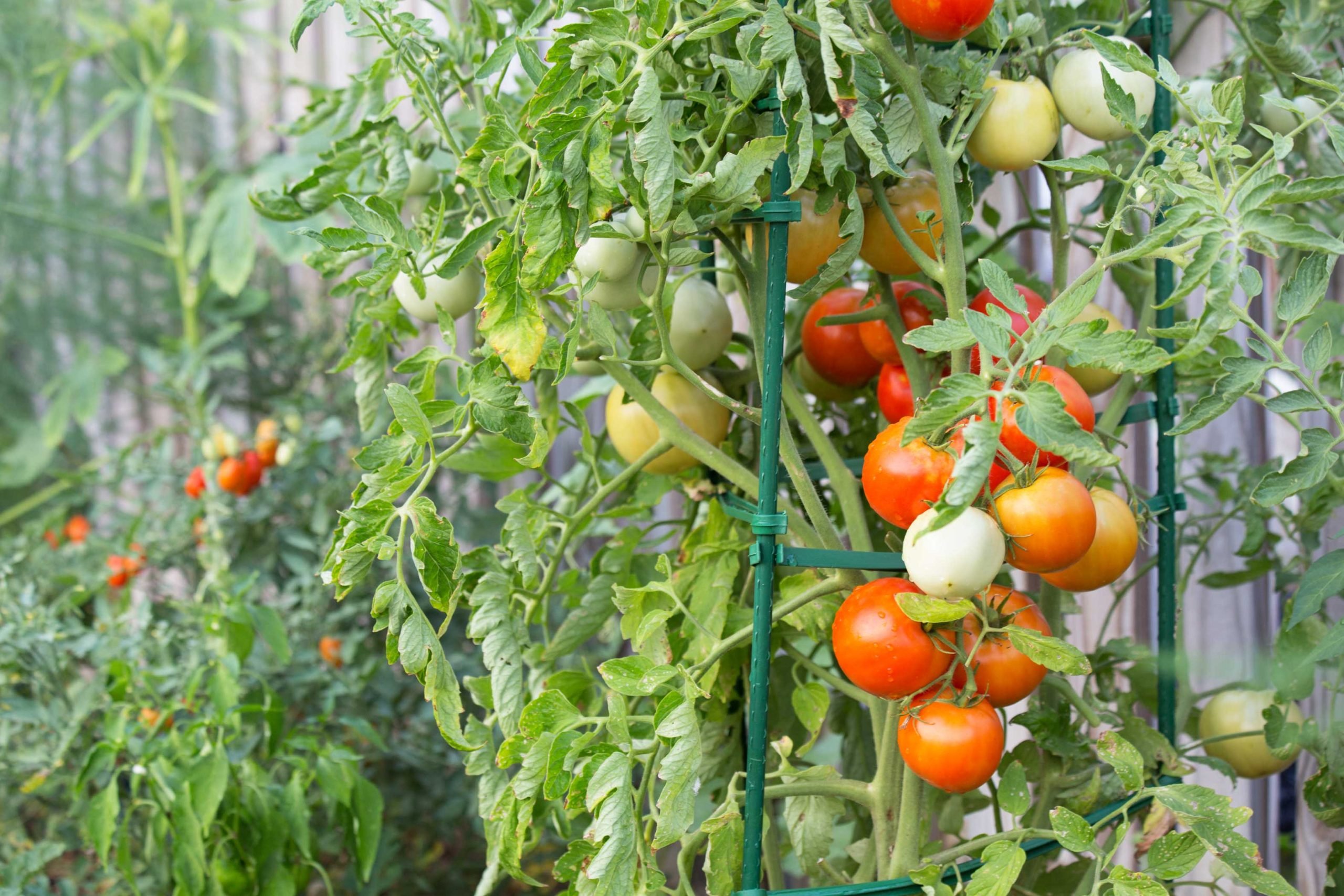 Grow Healthy and Delicious Moneymaker Tomatoes Using These Tips