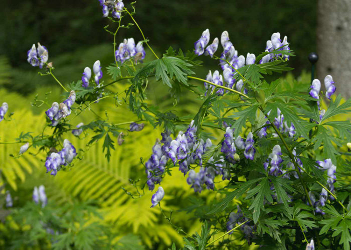 Monkshood