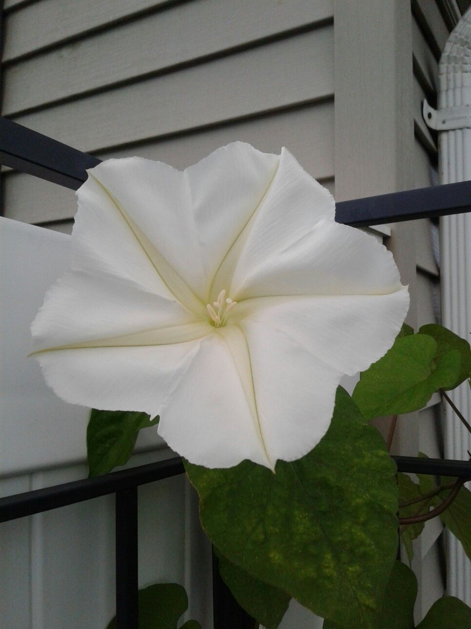 Moon Flower