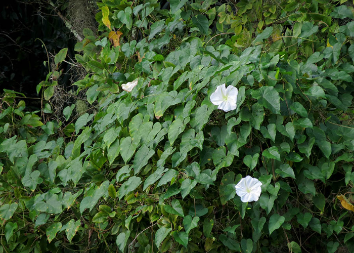 Moonflower