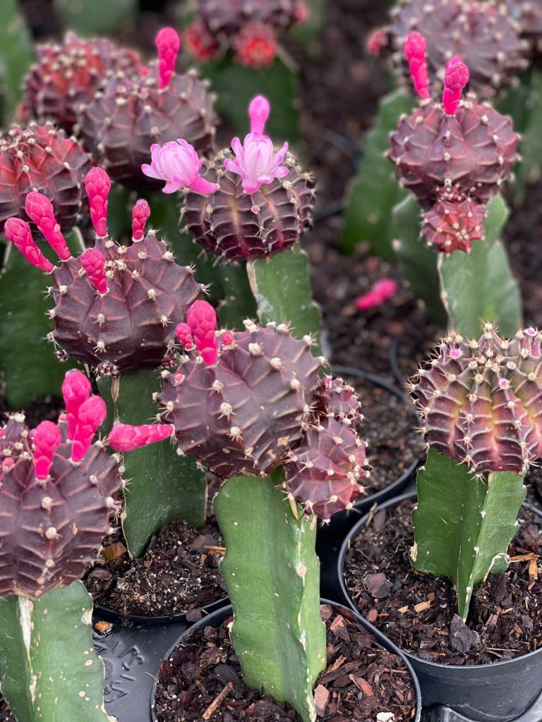 Moonlight Cactus