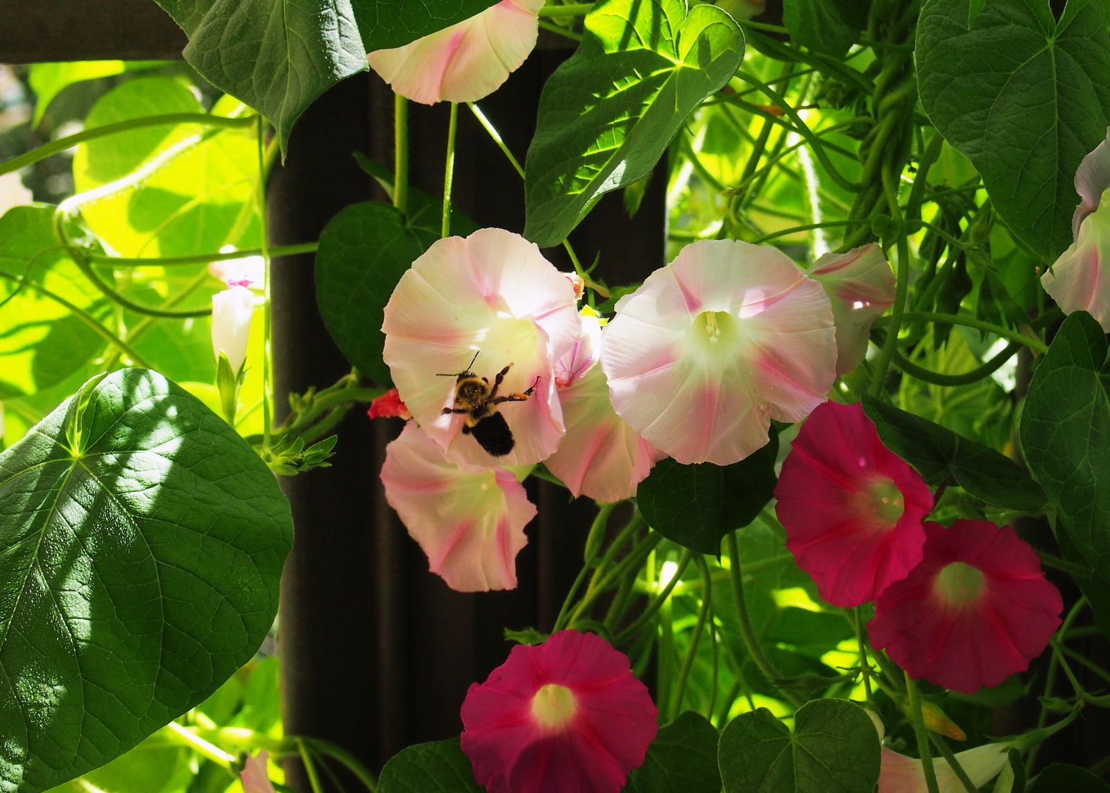 Morning Glory Flower