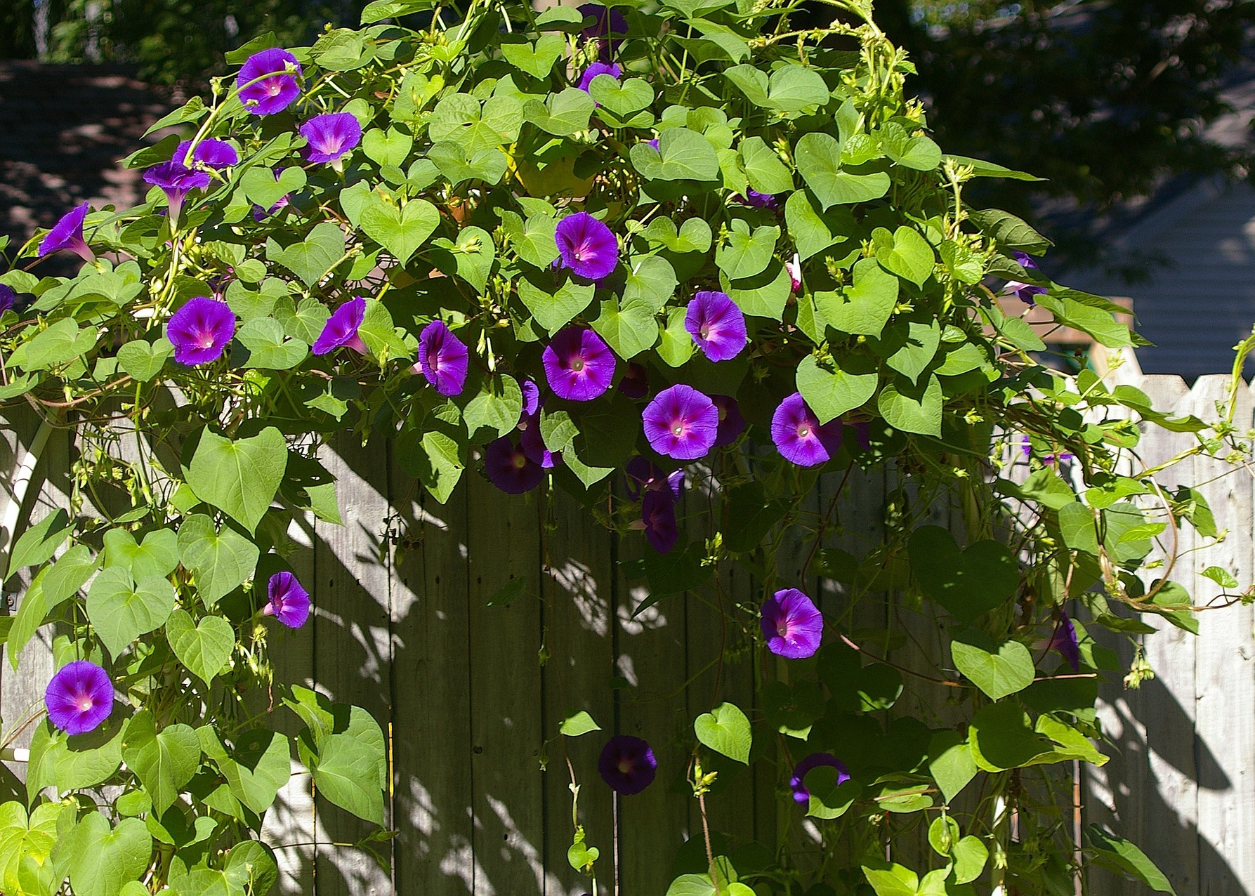 Morning Glory (Ipomoea purpurea)