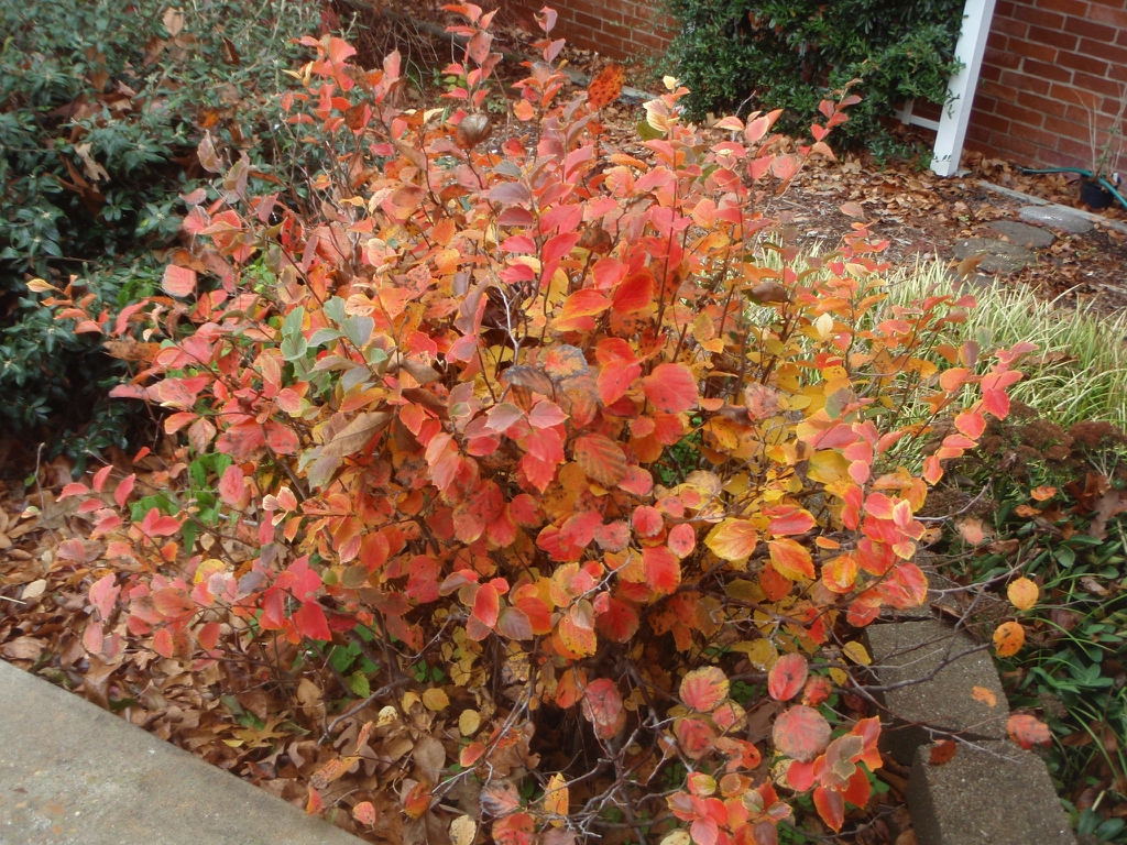 Mount Airy Dwarf Fothergilla