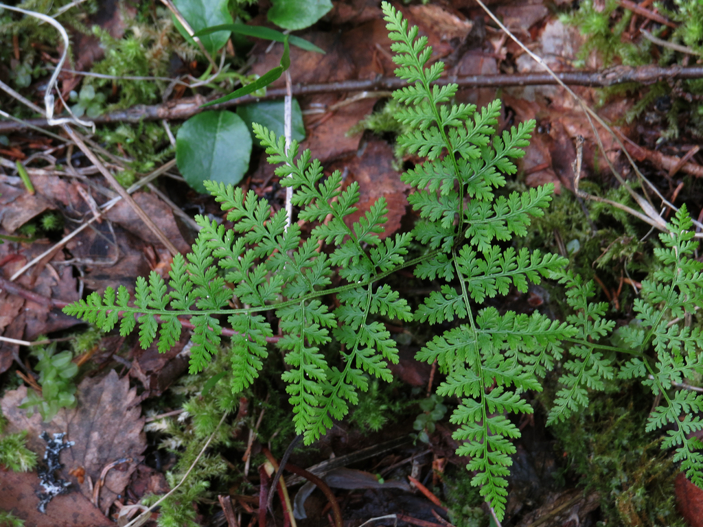 Mountain Bladder Fern