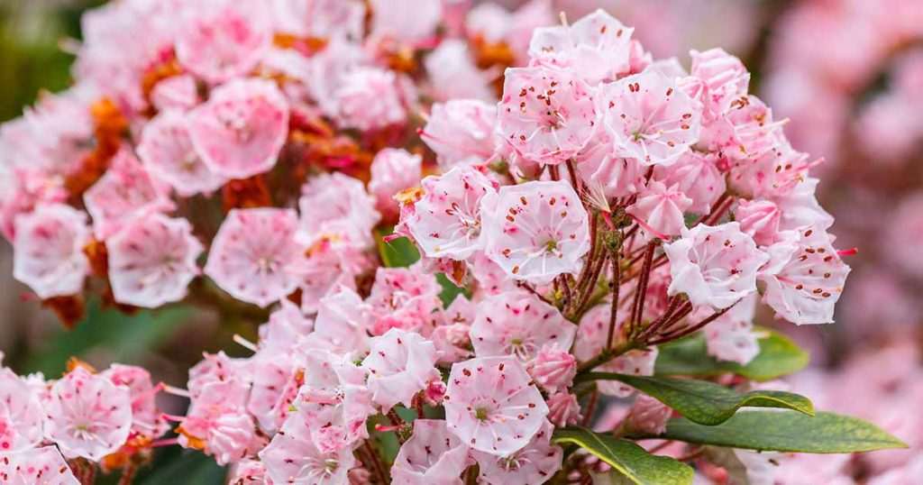 Mountain Laurel