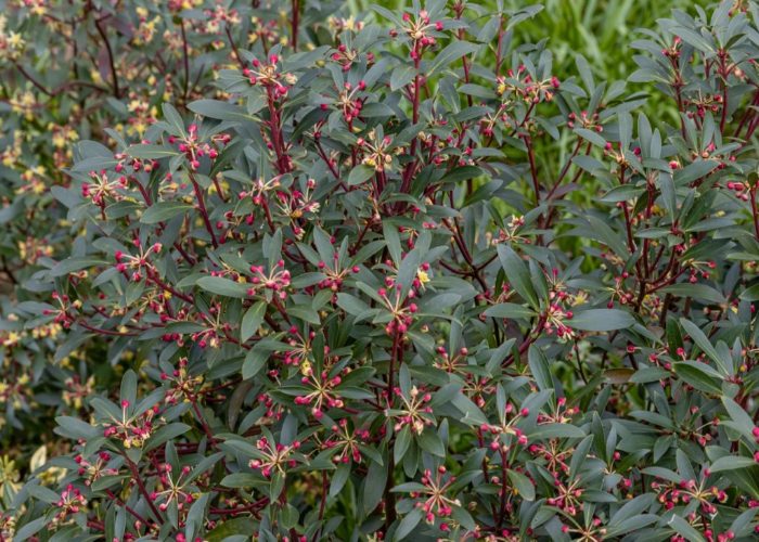 Mountain Pepper