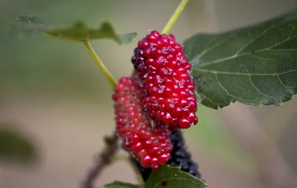 Mulberries