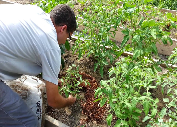 Mulching Process