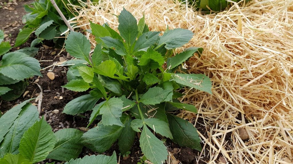 Mulching for Dahlia Growth