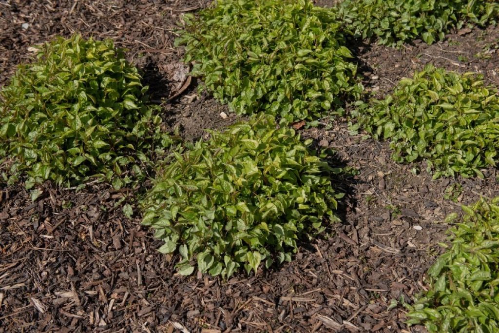 Mulching your Asters