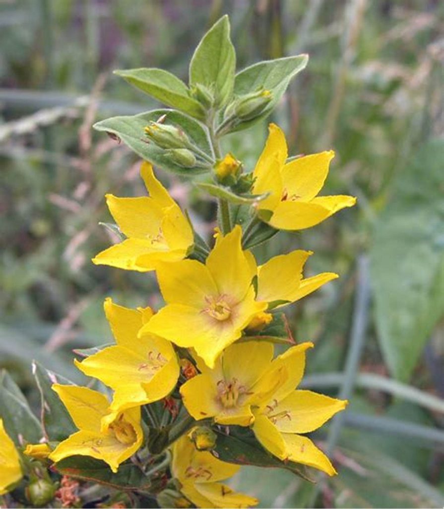 Mullein