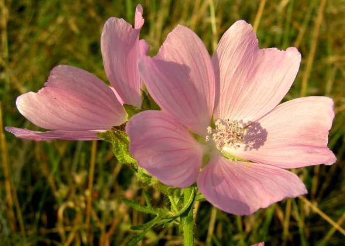 Musk Mallow