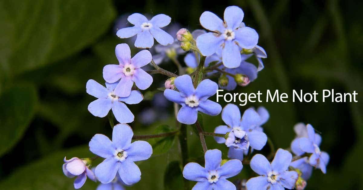 How to Maintain Myosotis ‘Forget-Me-Nots’: Tips & Varieties