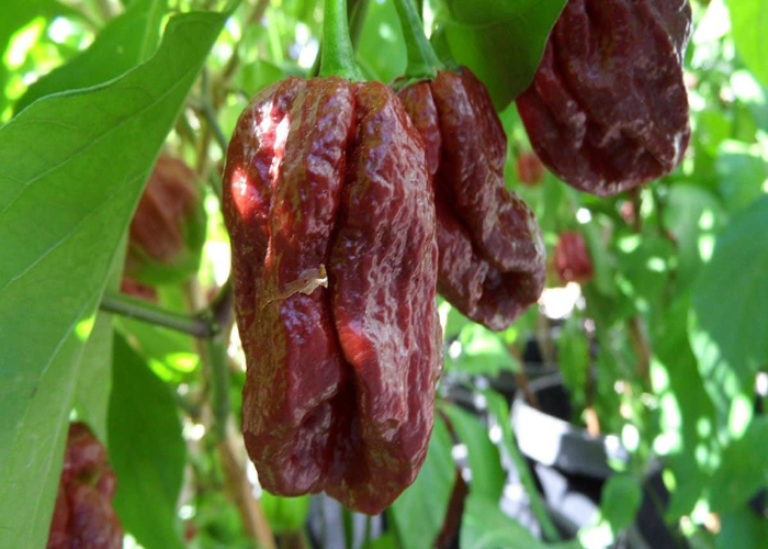 Naga Viper Pepper