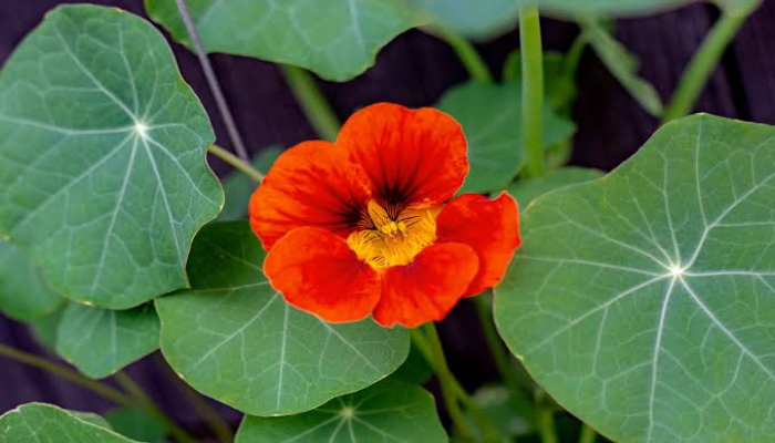 Nasturtium