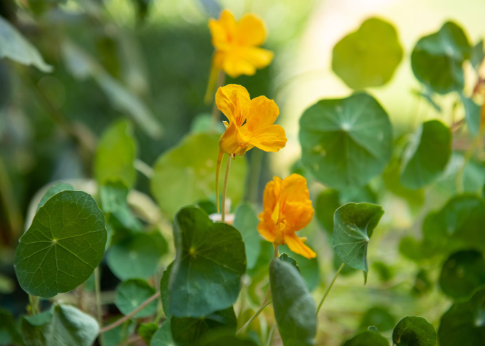 Nasturtium 