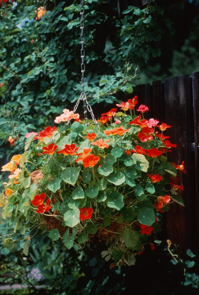 Nasturtium