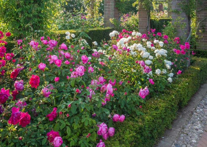 Native Plant Trees, Shrubs, and Herbs