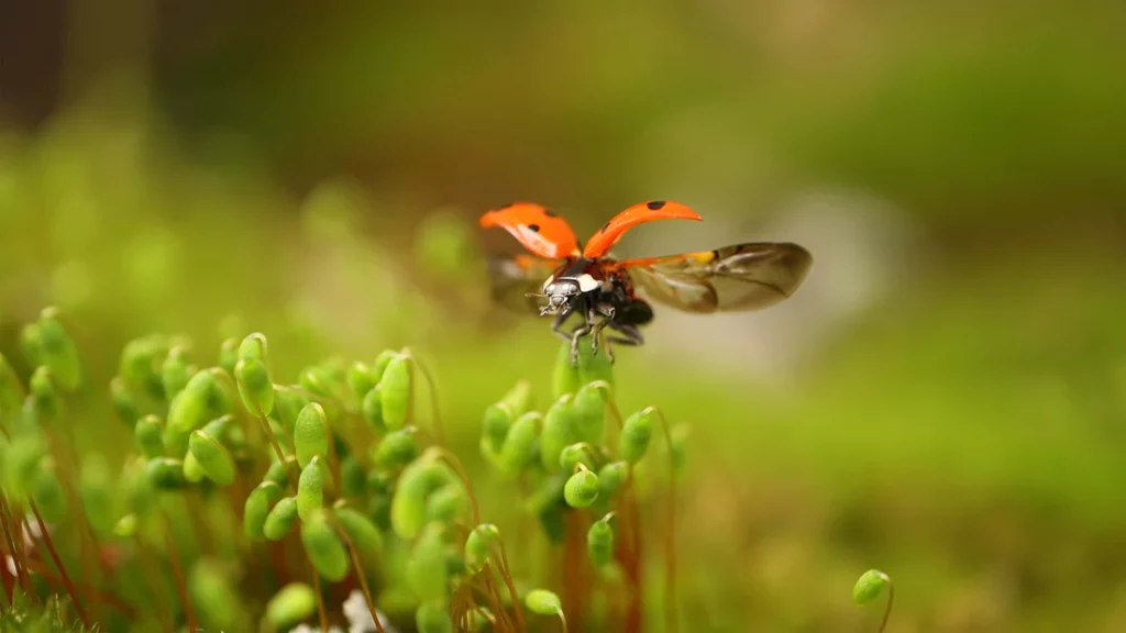 Natural Solutions to Control Pest.jpg