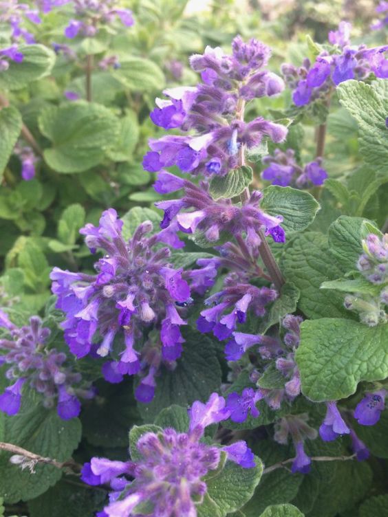 Nepeta Cateria