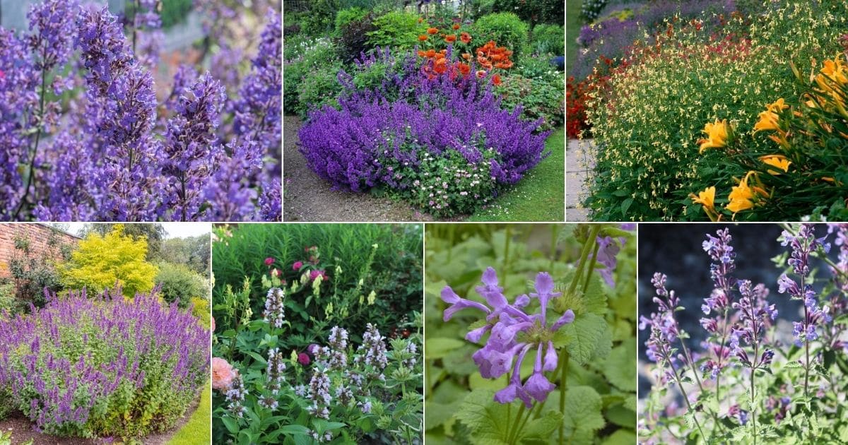 The Ultimate Growing and Care Guide for Nepeta ‘Catmint’ Plants