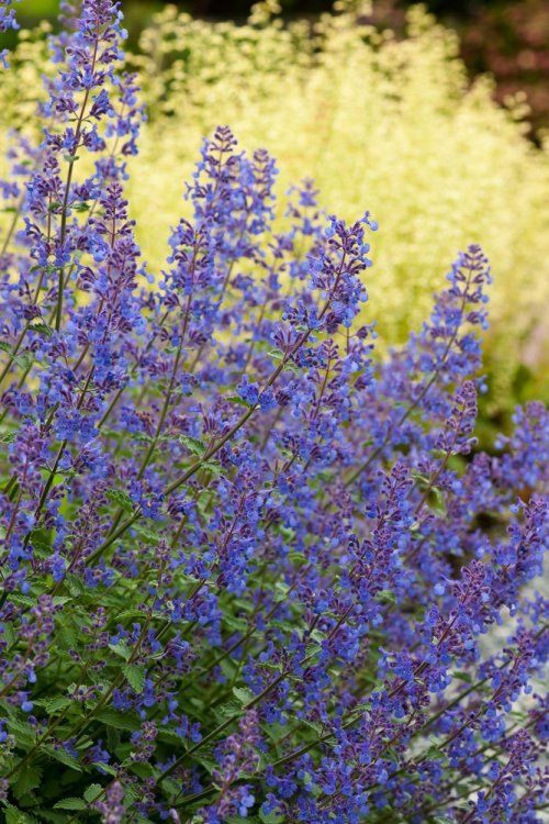 Nepeta Junior Walker