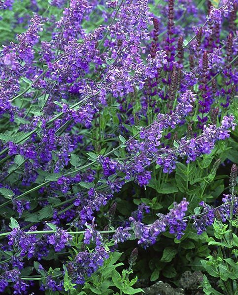 Nepeta six hills giant