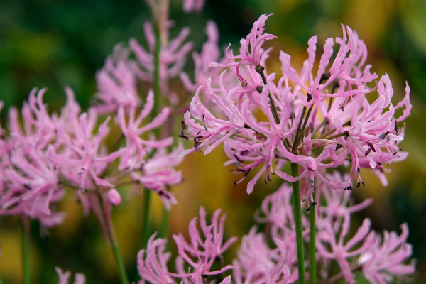 Nerine