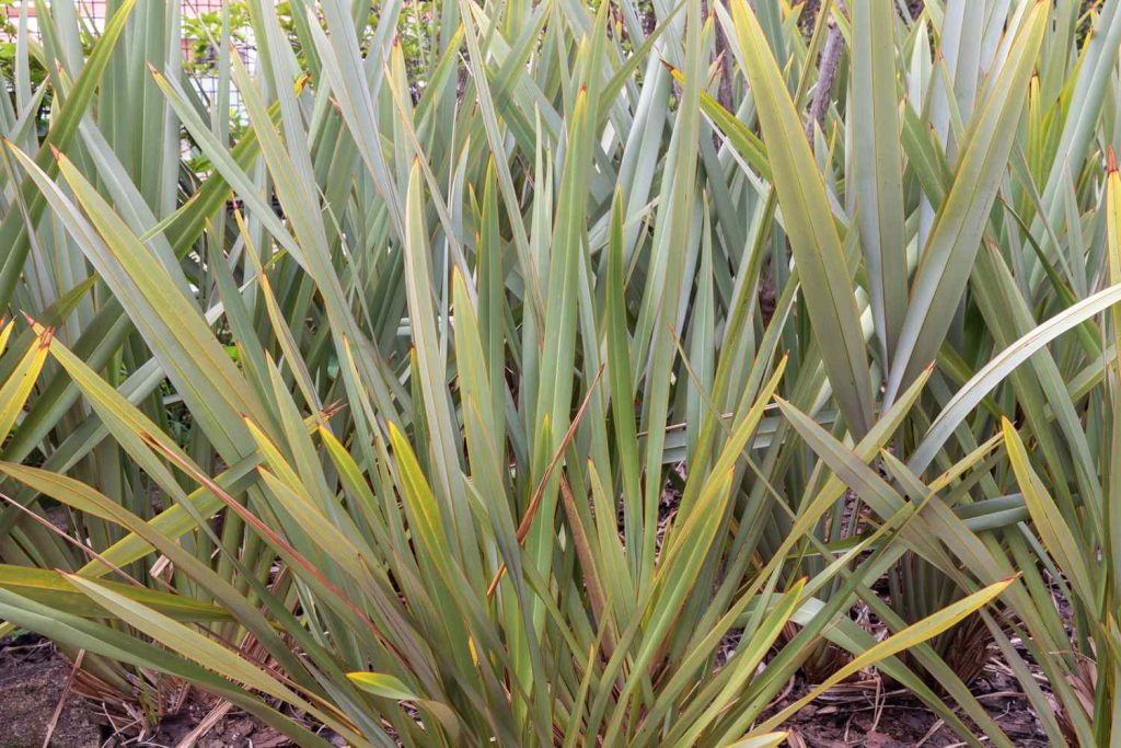 New Zealand Flaxes