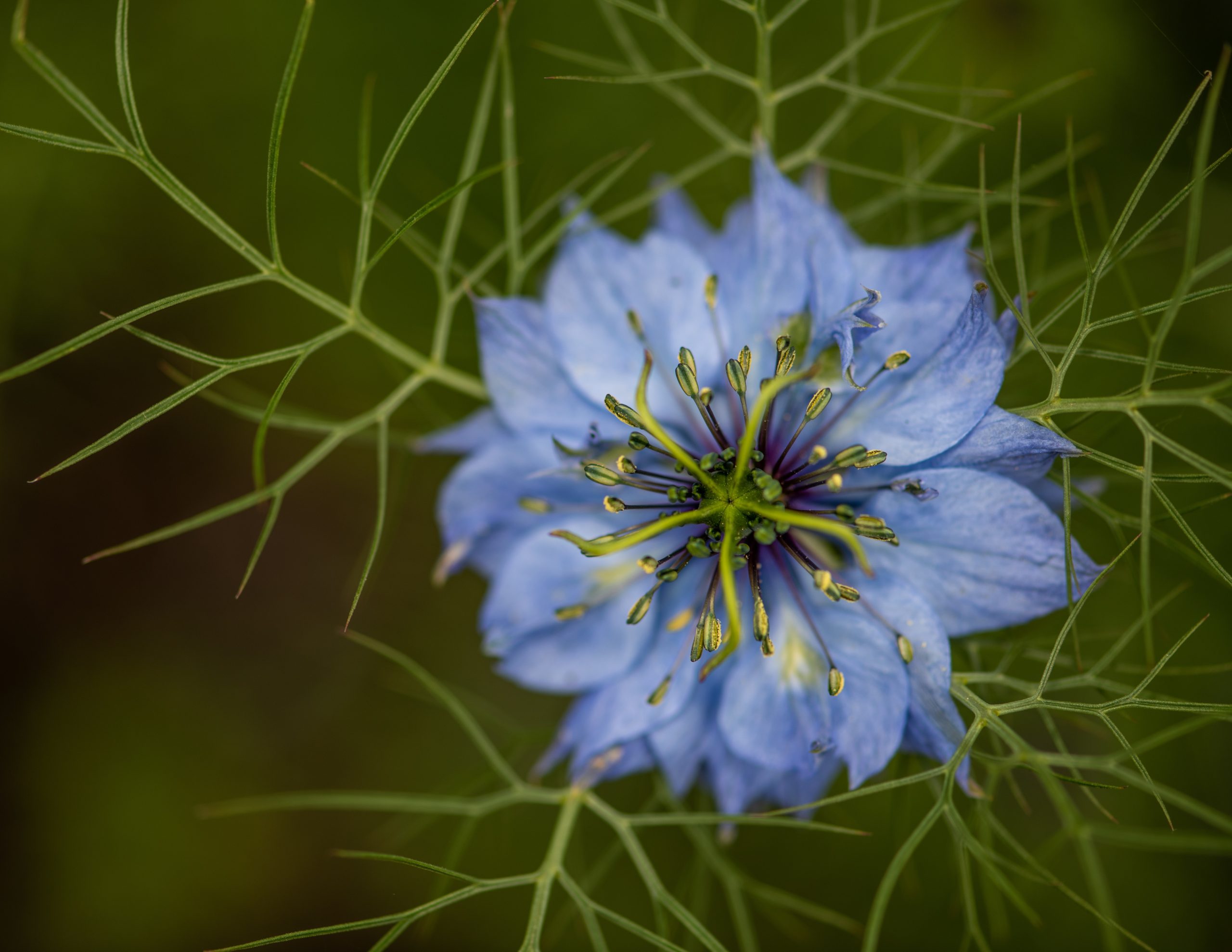 Tips On Growing And Caring For Nigella Flower ‘Love in a Mist’