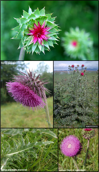 Nodding Thistle