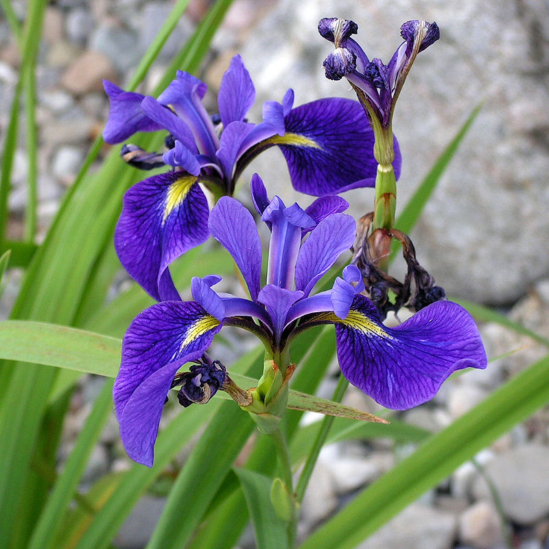 Northern Blue Flag Iris