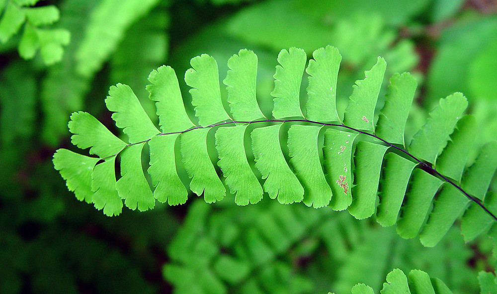 Northern Maidenhair Fern