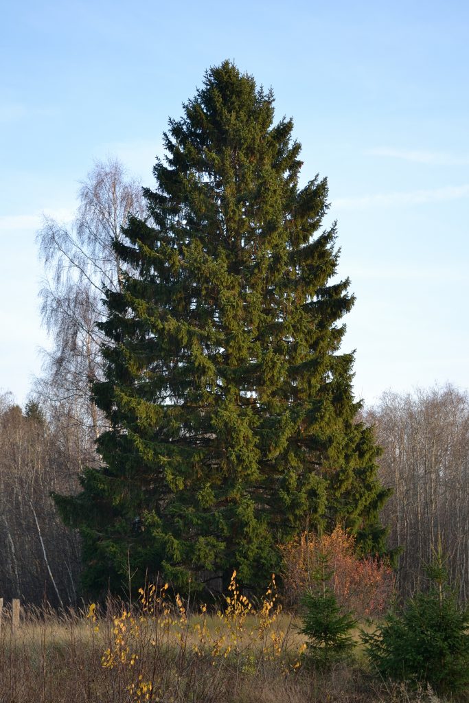 Norway Spruce