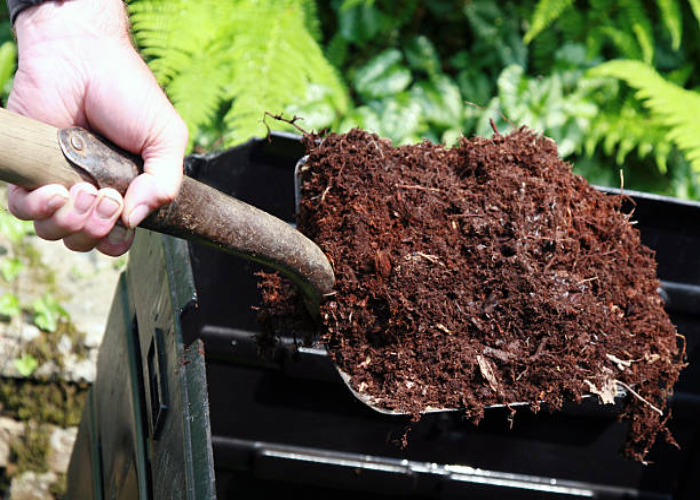 Nourishing Kiwi Plants