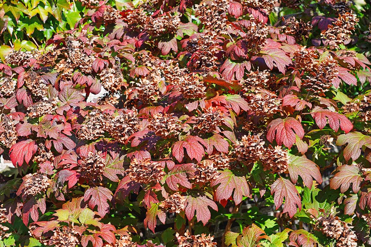 Oakleaf Hydrangea