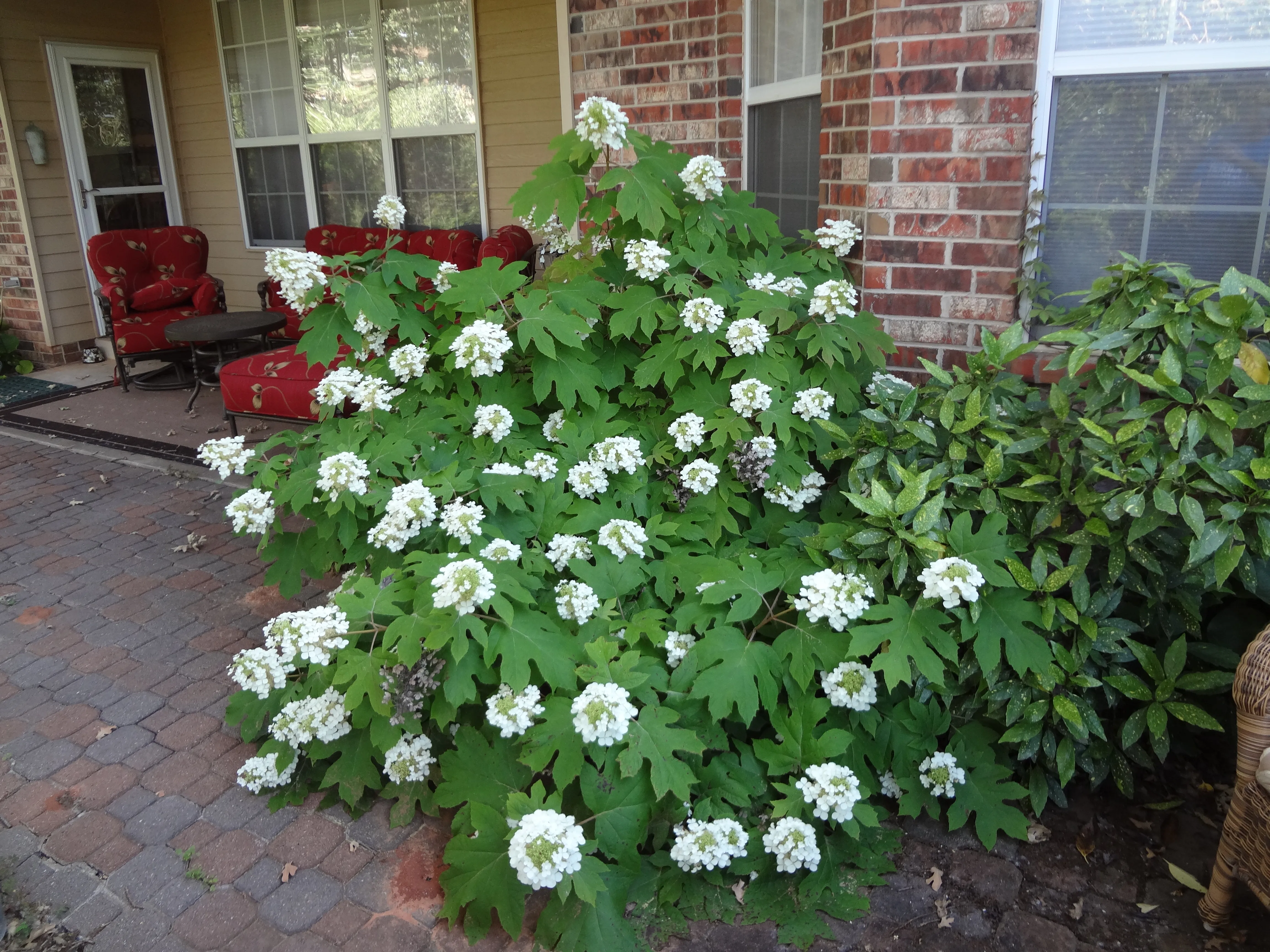 Oakleaf Hydrangea.jpeg