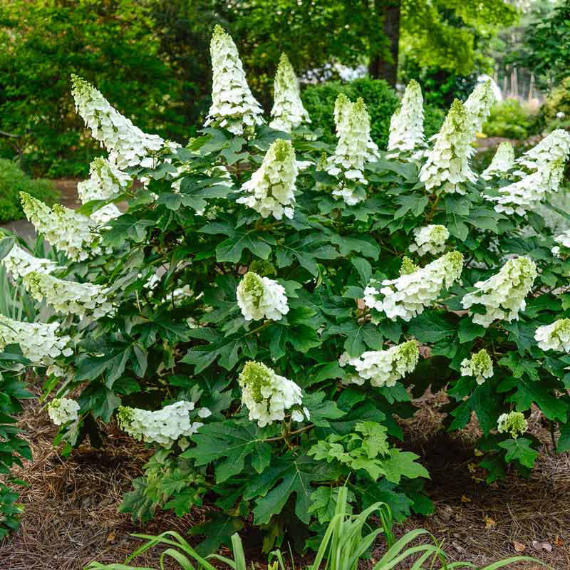 Oakleaf Hydrangea